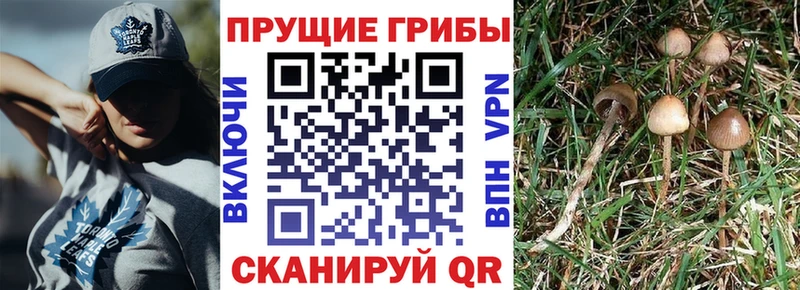 Псилоцибиновые грибы ЛСД  mega как войти  Зерноград 